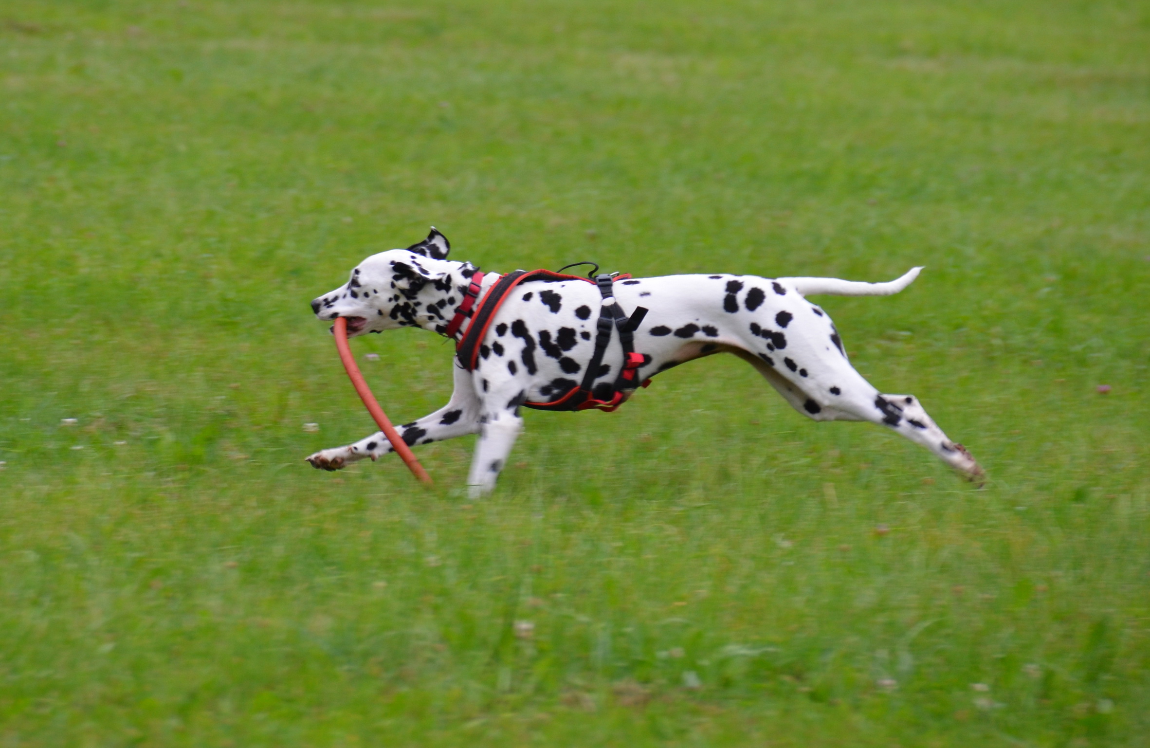 DSC 0562 klein