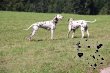Spaziergänge