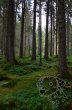 Zauberwald